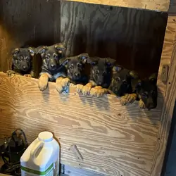 German Shepherd Pups