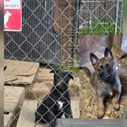Belgian Malinois/German Shepherd Mix Pups