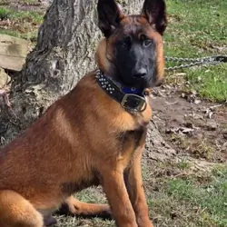 Belgian Malinois