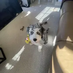 Female  Bernedoodle