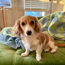 Ella