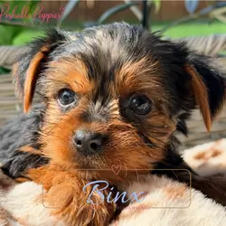 Yorkie puppies