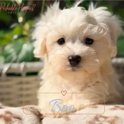 Maltese puppies