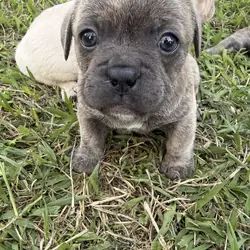 French bulldog / chihuahua