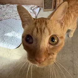 Cat for Adoption - Sweet orange boy under 1yr