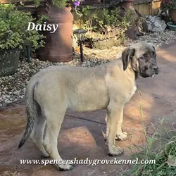 Female, AKC registered English Mastiff puppy