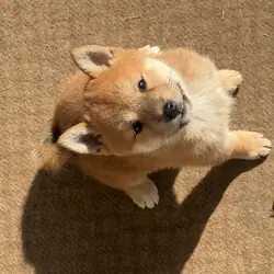 Shiba Inu
