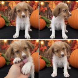 ADORABLE SCHNOODLE BOY
