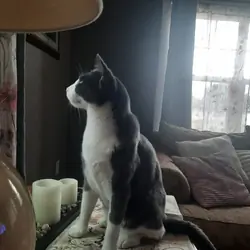 Sweet Cat Needs Good Country Home