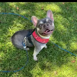 Cute French Bulldog Female