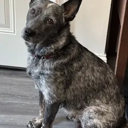 Blue Heeler Female