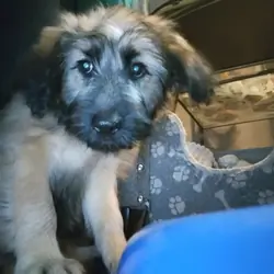 Wheaten terrier puppy