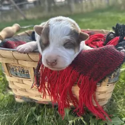 Blue Heeler puppies