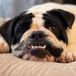 AKC Registered Female English Bulldog