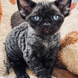 Male Devon Rex