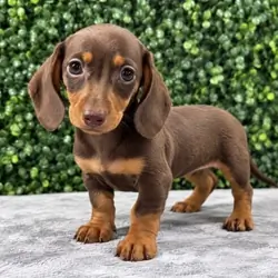 Adorable Miniature Dachshund Puppies for Adoption