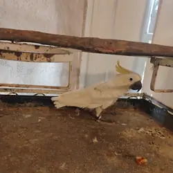 Yellow crested cockatoo