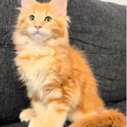 Maine Coon Kittens
