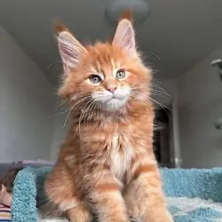 Maine Coon Kittens Available