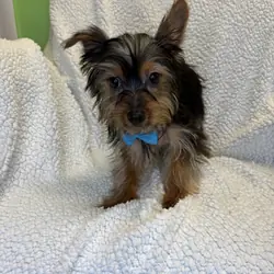 Yorkie