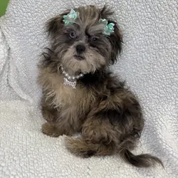 Shihpoo Puppies