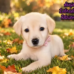 Suzie Female AKC Labrador Retriever
