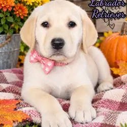 Sadie Female AKC Labrador Retriever