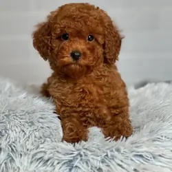 Poodle puppies
