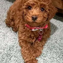 Toy Poodle Puppies