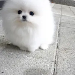 Pomeranian puppies