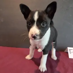 AKC Basenji puppies - males and females