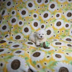 CKC Reg. Maltese Puppies