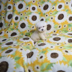 CKC Reg. Maltese Puppies