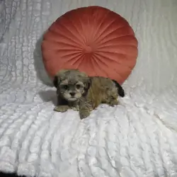 Shorkie Puppies