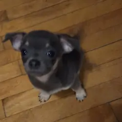 Chihuahua male pups.