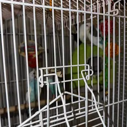 parakeet