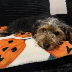 5 month Male Yorkie terrier