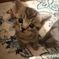 Kittens