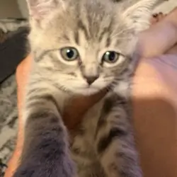 Kittens