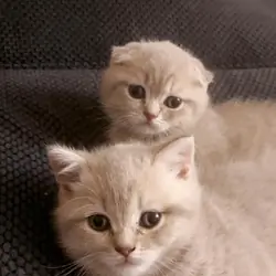 Scottish Fold/Straight Kittens
