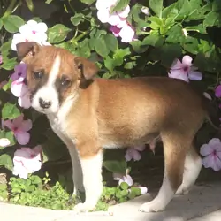 Chihuahua/Jack Russell Pups