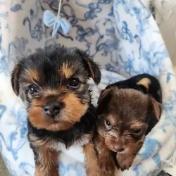 Yorkye Terrier