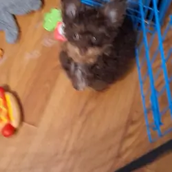 MALTIPOO-POM Brother