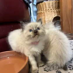 Pure Ragdoll kittens
