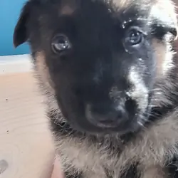 German shepherd dog