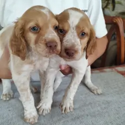 AKC Brittany pups for sale