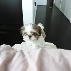 Well trained Shih Tzu puppies ready for new homes