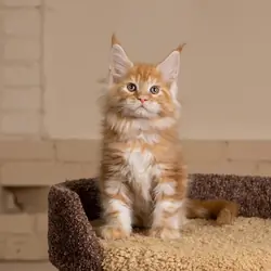 maine coon kittens