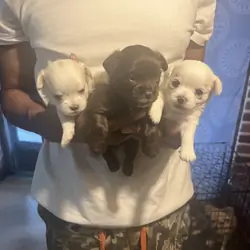 Adorable Purbred ChihuahuaPuppiesLooking 4 NewHome