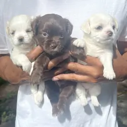 C.K.C. Registered Teacup 3 Chihuahua Puppies4Sale